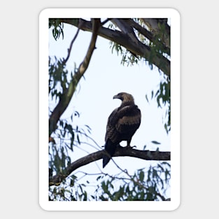 Wedge Tail Eagle Sticker